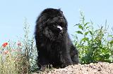 CHOW CHOW 118